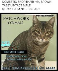 Acc facilities operate in all five boroughs. Patchwork To Die 11 03 18 Cat Adoption Foster Cat Cats