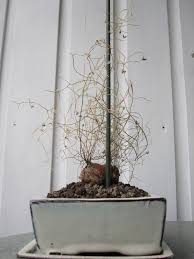 Image result for Schizobasis intricata