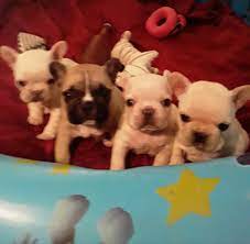 I am black like batman, but i could be your joker! Pets Animals For Sale Raleigh Nc 27616 Hoobly Classifieds Us In Raleigh North Carolina Hoobly Classifieds
