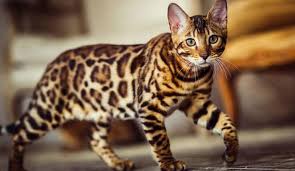 Bengal Kedisi Ozellikleri Nelerdir Yavru Leopar Desenli Bengal Kedisinin Bakimi Nasil Yapilir Evcil Hayvan