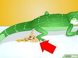 For ease of care, you can automate the cage lighting by putting the lights on a timer. How To Care For Your Lizard 13 Steps With Pictures Wikihow