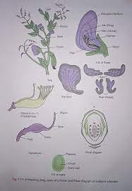 Lathyrus Odoratus Parts Of A Flower Petals Floral