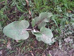 Pin Op Les Plantes Comestibles Dans Nos Regions
