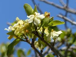 Image result for Catunaregam obovata