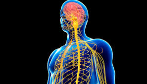 If this complex system is damaged, nerve signals can go awry, causing intense pain. Central Nervous System Neurological Foundation