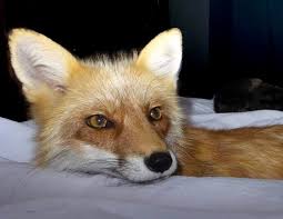 Best pet in free fire top 10 pets in free fire free fire new pet free fire all pets free fire mascota animal de estimação freefire melhor. 300 Fox Names Cute Funny Cool Names For A Pet Fox