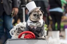 Maybe you would like to learn more about one of these? Pug Rescue In Action Pug Rescue Of Austin