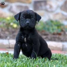 I would return to this i did a google search for the cockapoo breed i was looking for, and greenfield puppies had a lot on there. English Mastador Puppies For Sale Greenfield Puppies