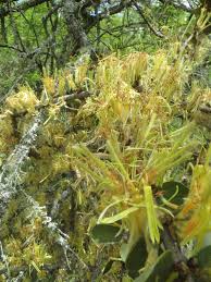 Image result for Erianthemum virescens