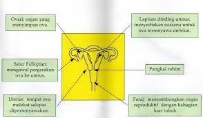 Check spelling or type a new query. Rahsia Remaja