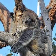 So Ready For The Weekend Weekend Tgif Blackfriday Koala Yanchep Nationalpark Winter Westernaustralia Jus Koala Koala Bear Western Australia