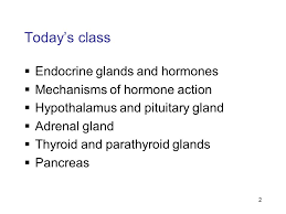 Complete the following statements by choosing. Endocrine System Chapter Ppt Download