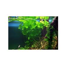 Image result for Nymphoides senegalensis