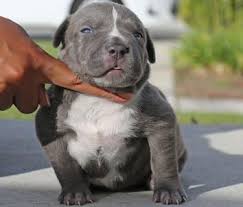 These pitbull puppies are champagne and blue pitbull puppies. Blank