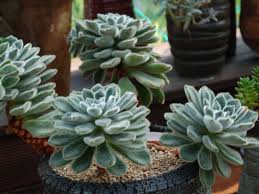 We did not find results for: Echeveria Pulvinata Var Frigida White Chenille Plant World Of Succulents
