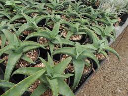 Image result for Aloe spicata
