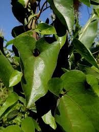 Image result for Aristolochia albida