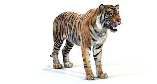 Tiger White Natural Animations 3d Model 3d Model Animation Tiger