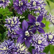 We did not find results for: Buy Clematis Group 3 Clematis Taiga Pbr 27 99 Delivery By Crocus