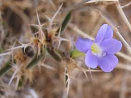 Image result for Agelanthus unyorensis