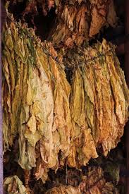 Tobacco leaf, leaf tobacco, amber leaf tobacco, tobacco leaf extract, whole leaf tobacco, stevia dry leaf, dried leafes. Curing Tobacco Leaves Tobacco Leaf Tobacco Cigars