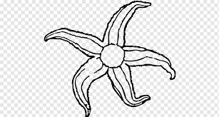 Seestern Patrick Stern Zeichnen Blauen Seestern Seestern Tiere Kunstwerk Schwarz Und Weiss Png Pngwing