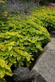 Image result for Coleus stuhlmannii