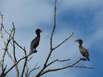 Lake Renwick Migratory Bird Viewing