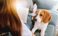Therapy Tails - Centennial - June 20