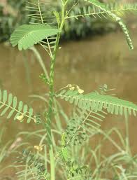 Image result for Sesbania sesban