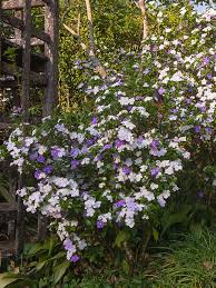 But where i'm at right now doesn't.enjoy today enjoy today while it last. Yesterday Today And Tomorrow Bush Brunfelsia Floribunda Urban Perennials