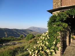 A long, cold, wet spring might have been part of the problem, or i might have just gotten diseased plants, but these were the. This Rose Is Called Teasing Georgia Picture Of Portugos Province Of Granada Tripadvisor