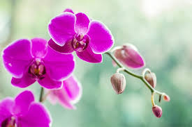 orchid meaning and symbolism ftd