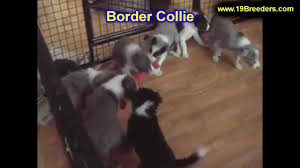 Lancaster puppies has collie breeders! Border Collie Puppies Dogs For Sale In Jersey City New Jersey Nj 19breeders Elizabeth Youtube