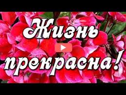 стас михайлов моя душа не молодая и не старая Zhizn Prekrasna Radujsya Kazhdomu Novomu Dnyu Youtube Zhizn Pozitiv Smeh