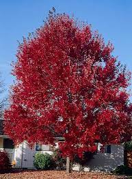 Late summer and autumn susceptible species: 15g Summer Red Maple Walmart Com Walmart Com