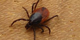 On account of our well equipped and unrivalled experts connected with us we have made innumerable of. Pci Fleating Services For Ticks And Fleas Control