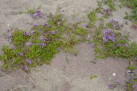 Image result for Endostemon villosus