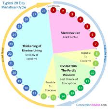 Menstrual Cycle Calendar And Phases Conception Advice