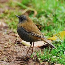 English To Urdu Dictionary Meaning Of Nightingale In Urdu Is Ø¨ÙØ¨Ù ÙØ²Ø§Ø± Ø¯Ø§Ø³ØªØ§Ù Ø¹ÙØ¯ÙÙØ¨ Ø¹ÙØ¯ÙÛØ¨ ÛØ²Ø§Ø± Ø¯Ø§Ø³ØªØ§Ù