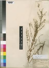 Image result for Sutera levis