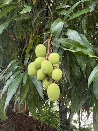 Image result for Mangifera