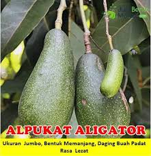 Alpukat Aligator Bibit Unggul Dengan Ukuran Super Jumbo Bentuk Unik Tekstur Pulen Rasa Yang Lezat Di 2020 Alpukat Buah Taman Buah