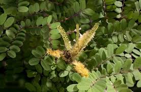 Image result for Tragia adenanthera