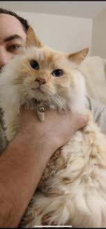 Spotted a gray tabby cat in this area behind Hyvee