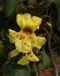 Image result for Markhamia obtusifolia