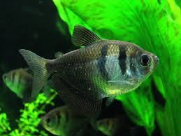 Anda tentu sudah tidak asing lagi dengan jenis ikan yang satu ini. Budidaya Ikan Hias Black Tetra Untuk Usaha Bisnis