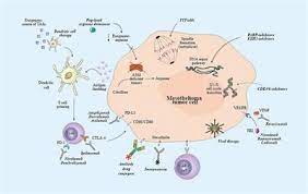 New genetic insights into mesothelioma. sciencedaily. Frontiers Emerging Treatments For Malignant Pleural Mesothelioma Where Are We Heading Oncology