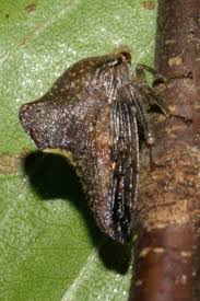 Image result for Eriosema monticola