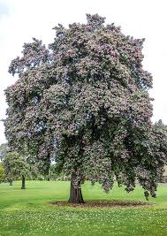 Image result for Lagunaria patersonia